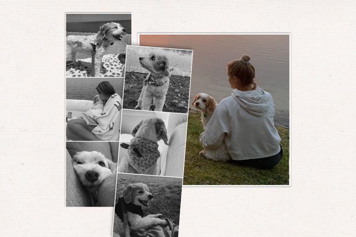 pet grief